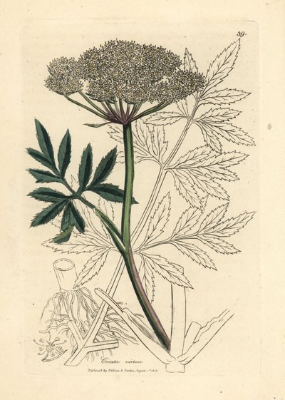 白い花の水ツガ、Cicuta virosa 作： James Sowerby