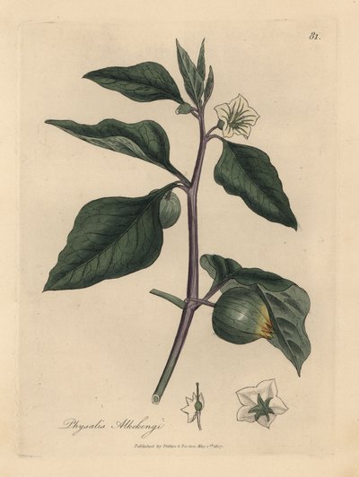 White flowered winter cherry, Physalis alkekengi   1430265   ja       japanese Successfully Translated  Original: Zittende man Translat: Zittende man 1379124 ja japanese Successfully Translated Original: The Actor Segawa Kikunojo II as the courtesan Umegae 作： James Sowerby