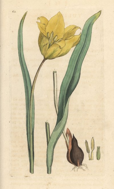 野生のチューリップ、Tulipa sylvestris (野生のチューリップ) James Smith