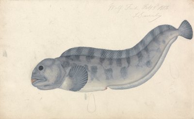 ウルフフィッシュ 作： James Sowerby