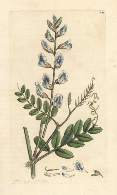 ウッドベッチ、Vicia sylvatica (vesce des bois) ロンドンの James Smith