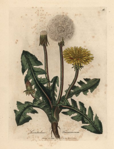 黄色の花が咲く一般的なタンポポ、Leontodon taraxacum 作： James Sowerby