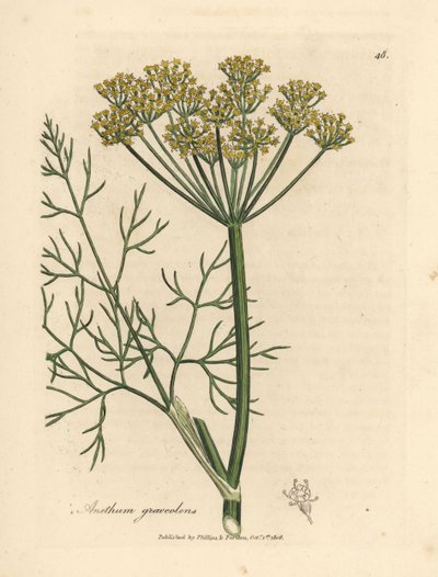 黄色の花ディル、Anethum グラベオレンズ 作： James Sowerby