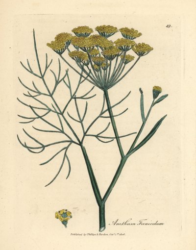黄色の花フェンネル、Anethum foeniculum 作： James Sowerby
