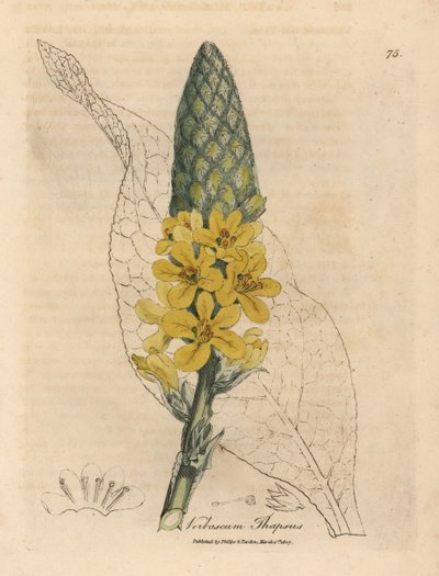 黄色い花を咲かせた大きな広葉モウズイカ、Verbascum thapsus 作： James Sowerby