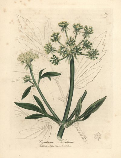 黄色の花のロベージ、Ligusticum levisticum 作： James Sowerby