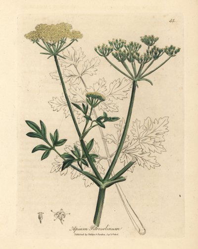 黄色の花のパセリ、アピウム ペトロセリナム 作： James Sowerby