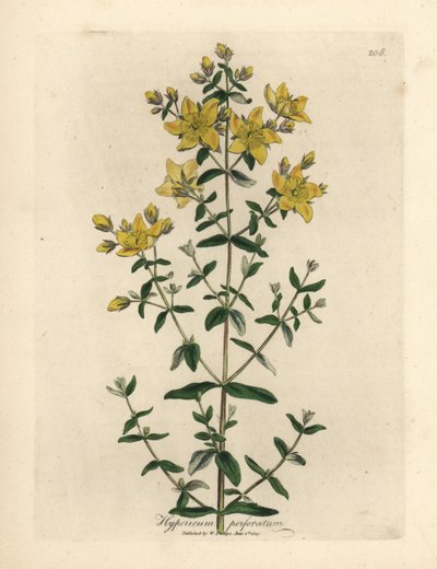 黄色い花の穴あきセントジョンズワート、Hypericum perforatum 作： James Sowerby