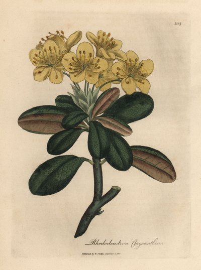 黄色の花のシャクナゲ、シャクナゲの菊 作： James Sowerby
