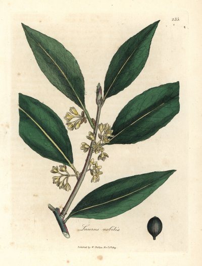 黄色の花の甘い月桂樹の葉、ラウラス ノビリス 作： James Sowerby