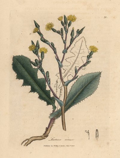 黄色い花のワイルド レタス、Lactuca virosa 作： James Sowerby