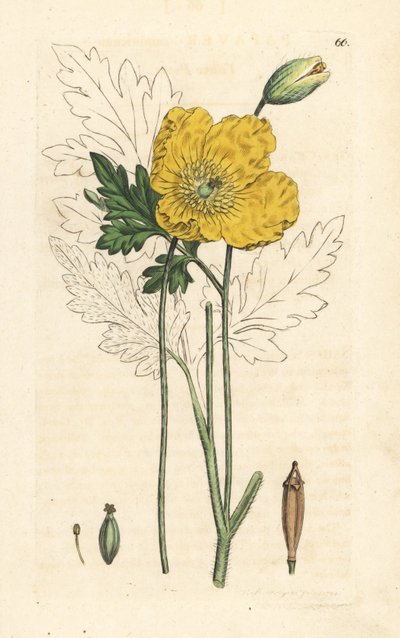 黄色またはウェールズ ポピー、Papaver cambricum (黄色のケシ)。 James Smith