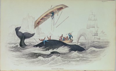 グリーンランドクジラ、ウィリアムホームトカゲ（1788-1859）によって刻まれた本のイラスト 作： James Stewart
