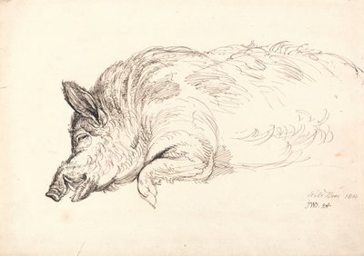 イノシシ、眠っているか死んでいるか、1814 作： James Ward