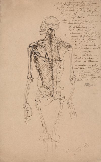 男の骨格の描画 作： James Ward