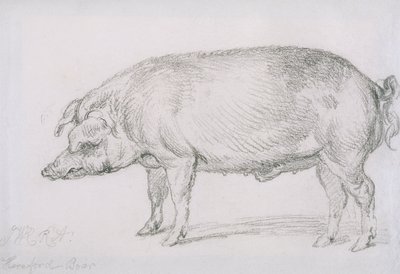 ヘレフォード種のイノシシ、1803-04年頃（紙に鉛筆） 作： James Ward