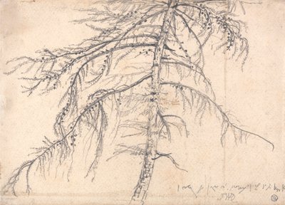 カラマツの木 作： James Ward