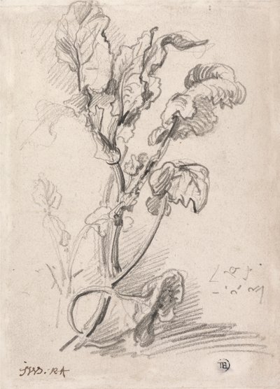 Estudo de plantas 作： James Ward