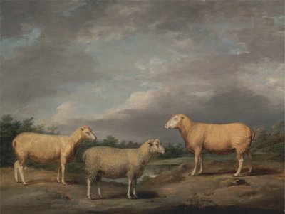 Ryelands Sheep、King