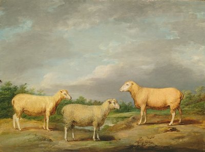 ライランズ羊、王の羊、王の雌羊、サマーヴィル卿のウェザー、1801-07年頃（パネルに油彩） 作： James Ward
