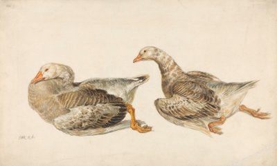 ガチョウの研究 作： James Ward