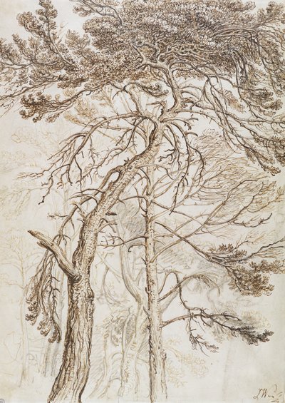 木の研究（ペンとインクと紙に鉛筆） 作： James Ward