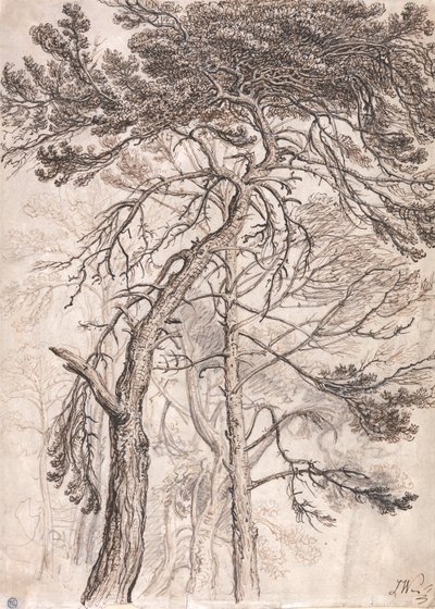 木の研究 作： James Ward