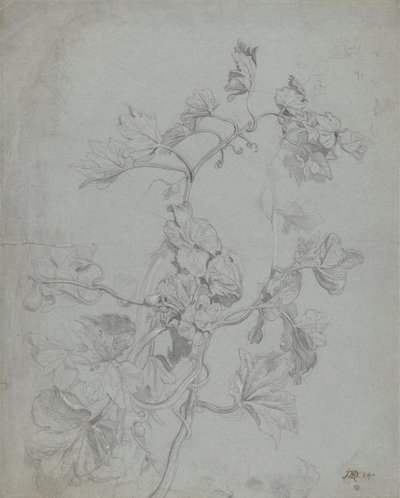 つる性植物（かぼちゃ科）の研究 作： James Ward