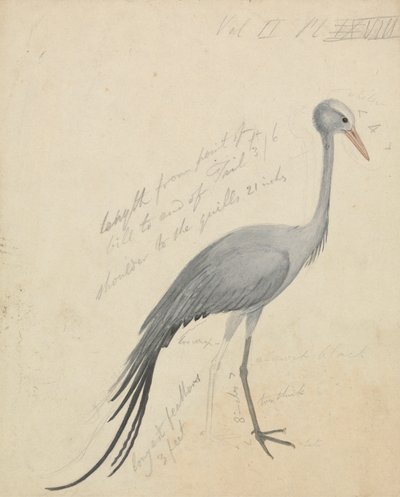 Nosturi 作： James de Carle Sowerby