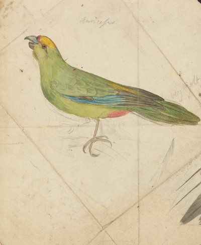 オウム 作： James de Carle Sowerby
