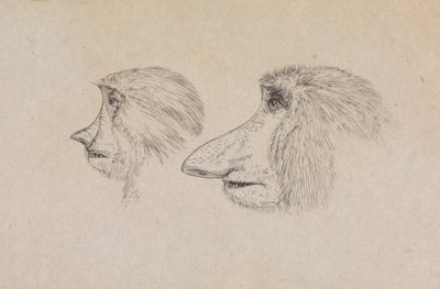 2 つのテングザルの頭 作： James de Carle Sowerby