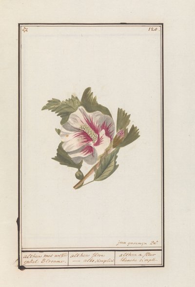 ハイビスカス（Hibiscus syriacus） 白い単一の花を持つアルテア。 / althea flore - シンプルに白。 / althea シンプルな白い花 (オブジェクトのタイトル) 作： Jan Anton Garemyn