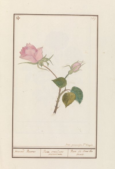 Roos (ローザ) maend Roose / すべての月のバラ / Rose de tous les mois (オブジェクトのタイトル) 作： Jan Anton Garemyn