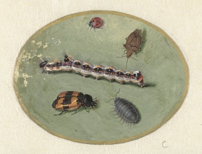 てんとう虫、毛虫、ワラジムシ、2 匹のカブトムシ 動物（シリーズタイトル） 作： Jan Augustin van der Goes