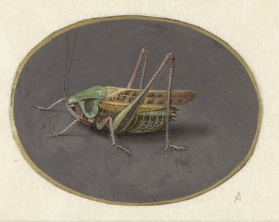 バッタ 動物（シリーズタイトル） 作： Jan Augustin van der Goes