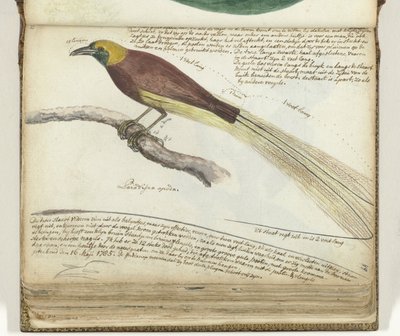 極楽鳥 作： Jan Brandes