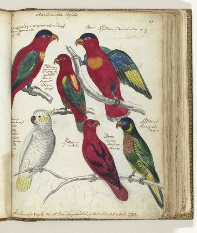 アンボンの鳥 作： Jan Brandes