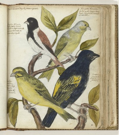 岬の鳥 作： Jan Brandes