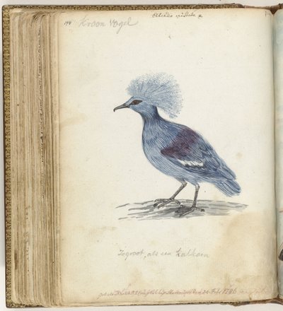 冠鳩 作： Jan Brandes
