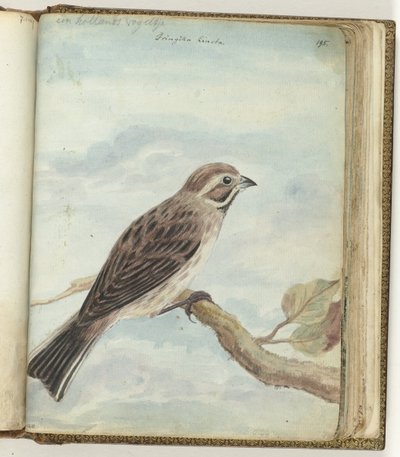 オランダの鳥 作： Jan Brandes