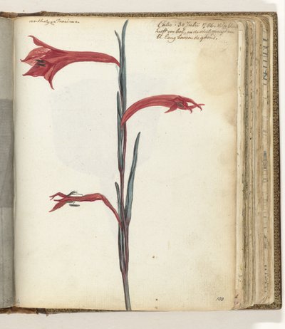 岬の花 作： Jan Brandes