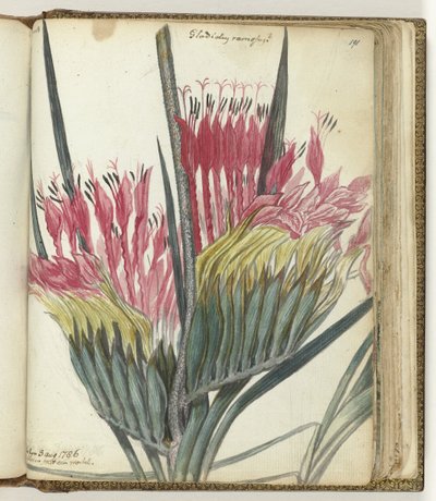 岬の花 作： Jan Brandes