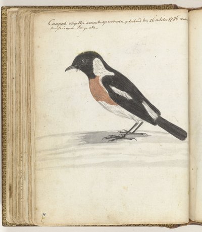 岬の鳥 作： Jan Brandes