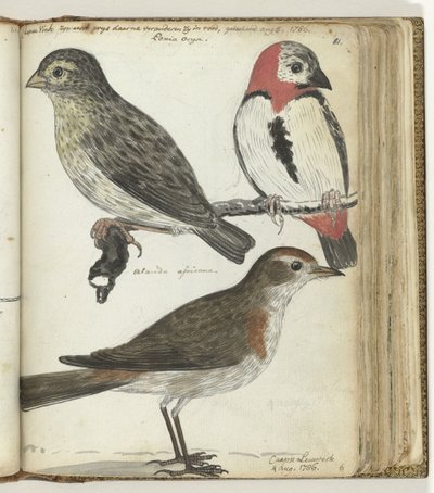 岬の鳥 作： Jan Brandes