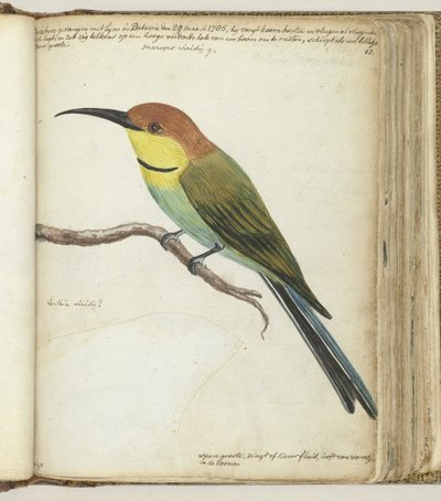 枝の小鳥 作： Jan Brandes
