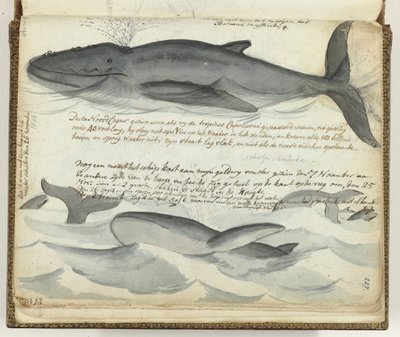 北大西洋セミクジラ 作： Jan Brandes