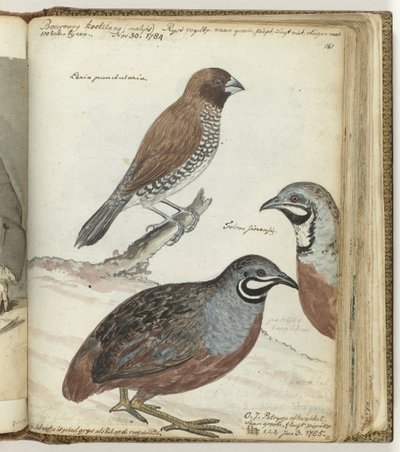 米鳥と東インドウズラ 作： Jan Brandes