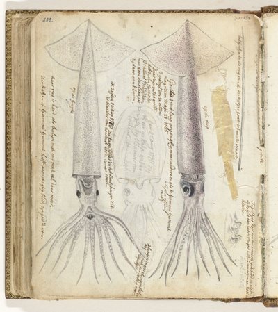 海の子猫とゴリタ 作： Jan Brandes
