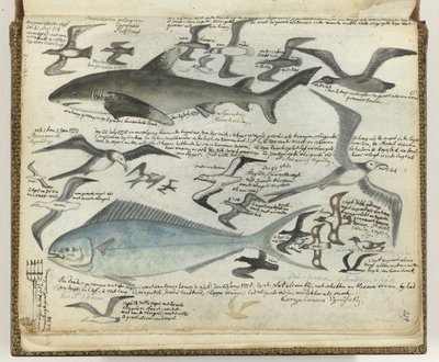 海鳥と海魚 作： Jan Brandes