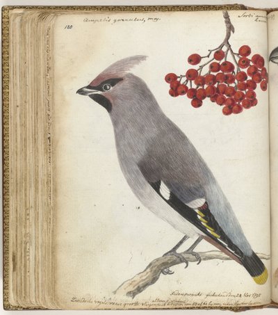スウェーデンの鳥 作： Jan Brandes
